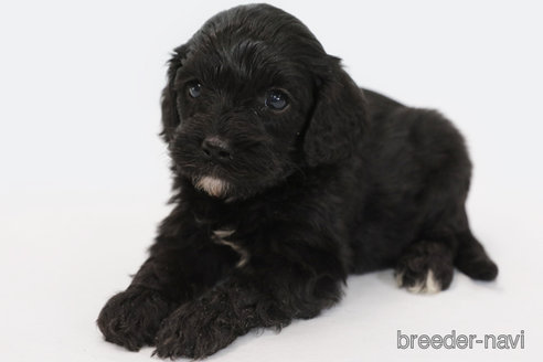 成約済の神奈川県のキャバプー:キャバリア×トイプードル-332324の2枚目